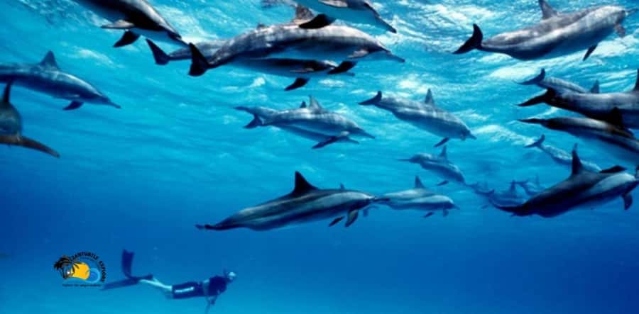 Nungwi: Mnemba Atoll Dolphins Tour with Snacks | Half-day - Nungwi to Mnemba Atoll: what the 4 to 5 hours really feels like