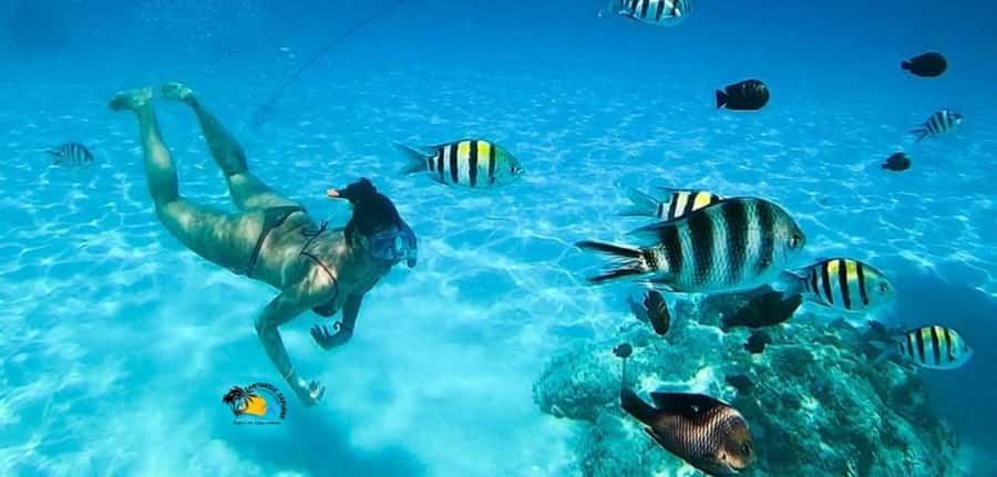 Nungwi: Mnemba Atoll Dolphins Tour with Snacks | Half-day - Price and value: is $57 worth it?