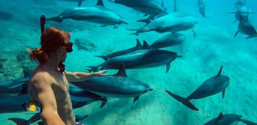 Nungwi: Mnemba Atoll Dolphins Tour with Snacks | Half-day - Dolphin watching and swimming: the magic part, plus the real-world boat problem