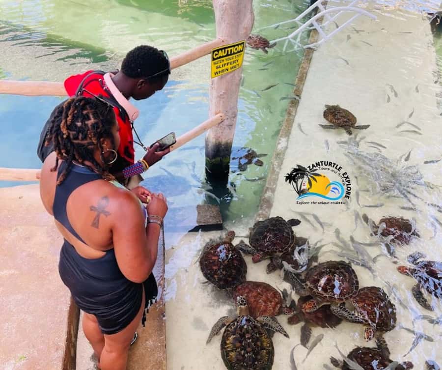 Nungwi: Swimming with Turtles at The Lagoons Zanzibar - Key points worth knowing