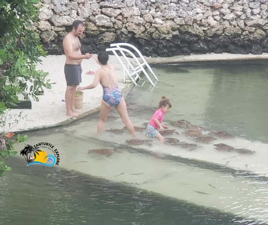 Nungwi: Swimming with Turtles at The Lagoons Zanzibar - Safety rules that keep the experience respectful