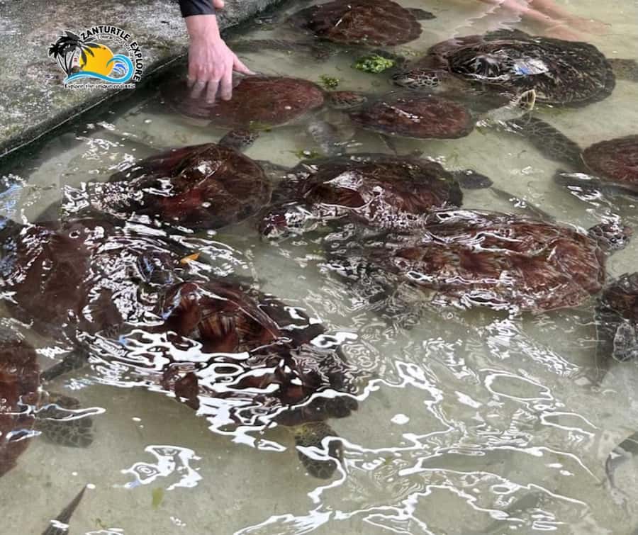 Nungwi: Swimming with Turtles at The Lagoons Zanzibar - Hotel pickup, timing, and what 2 hours really means