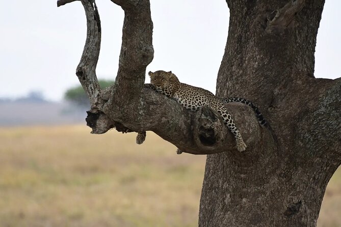 Off the Beaten Track Safari in Arusha Tanzania - Guides and safety pace: long workdays, smart spotting, and real-world patience