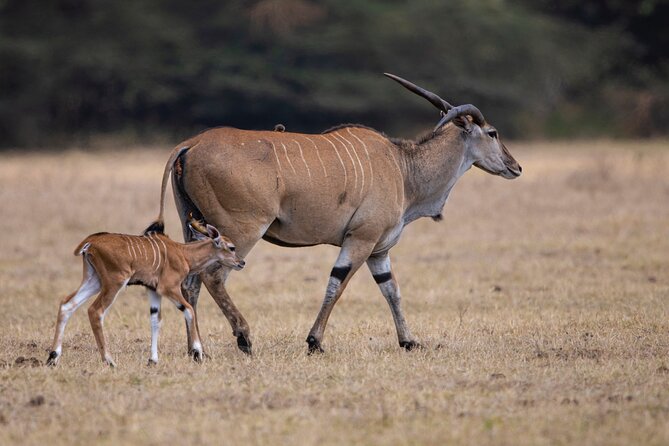 Off the Beaten Track Safari in Arusha Tanzania - Tarangire National Park in the dry season: why the river matters