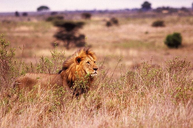 One-Day Safari Tour from Zanzibar with Lunch and Pick Up - Zanzibar Pickup and the Early Start (Meeting Point Reality)