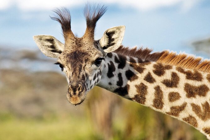 One-Day Safari Tour from Zanzibar with Lunch and Pick Up - Picnic Lunch in the Park: A Break That Actually Works
