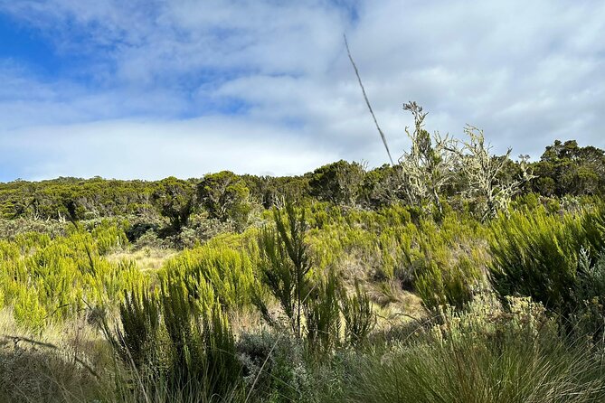 One Kilimanjaro Day hike Tour ISMANI TOURS AND SAFARIS - Maundi Crater Climb for Views: The Moment You Came For