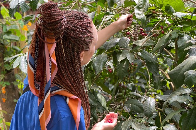 Organic Coffee Tour and Local Food Experience in Arusha - Pickup, timing, and the real cost of getting there