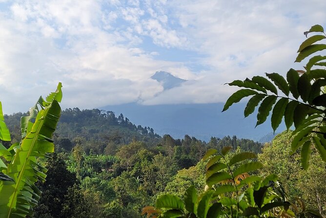 Organic Coffee Tour and Local Food Experience in Arusha - From dried beans to your cup: what you actually learn