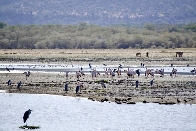 Outstanding day trip to Tarangire National Park - 550+ Birds and the Swamp Factor
