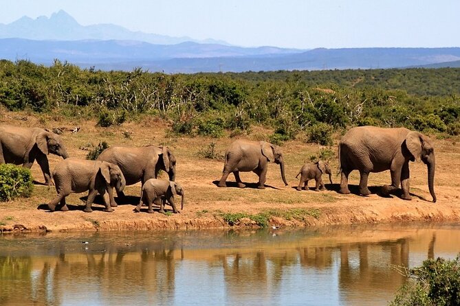 Outstanding day trip to Tarangire National Park - Game Drive Comfort: Meals, Water, and Even Beers