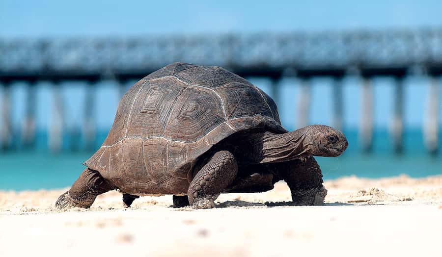 Prison island and Nakupenda sandbank - Aldabra giant turtles at the heart of Prison Island