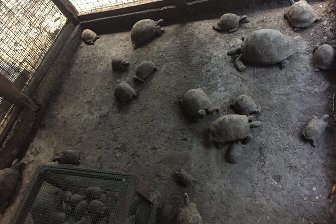 Prison Island and Stone Town Private Tour - Price, ticket add-ons, and what value looks like here