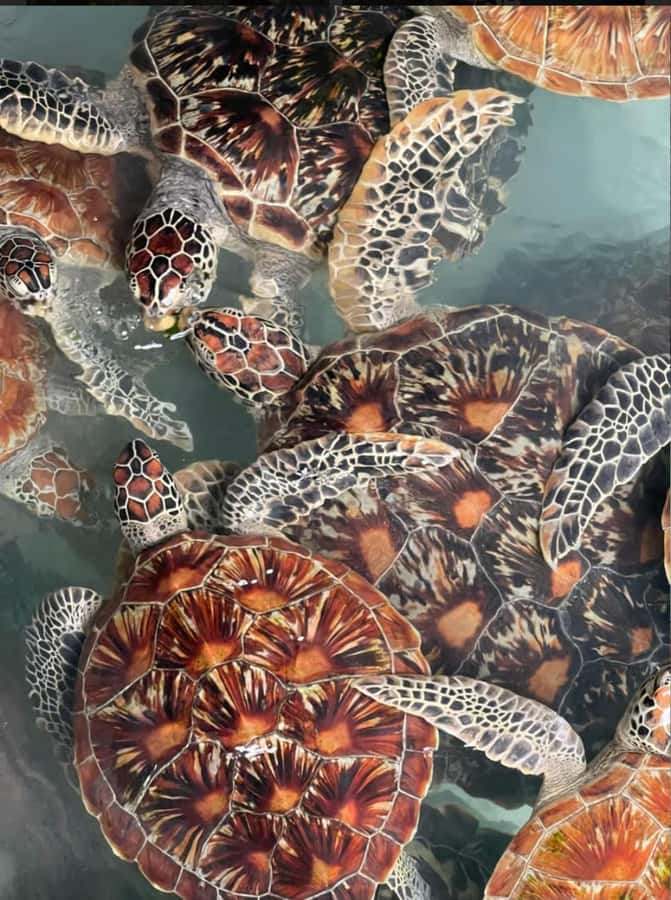 Prison Island, Sea Turtles, Rock Restaurant & Relax in Beach - Who This Tour Suits Best
