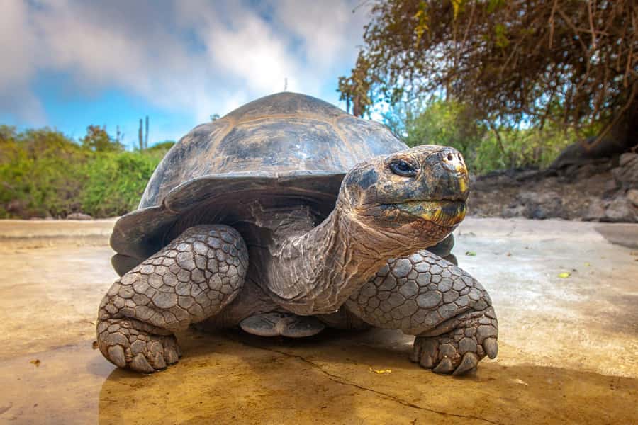 Prison Island, Secret Garden, Stone Town Tour, The Rock - Key highlights at a glance