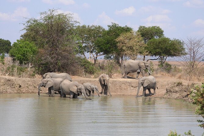 Private 3 Days 2 Nights Mikumi Adventures - Day 2 Full day game drive plus picnic camp lunches inside the park