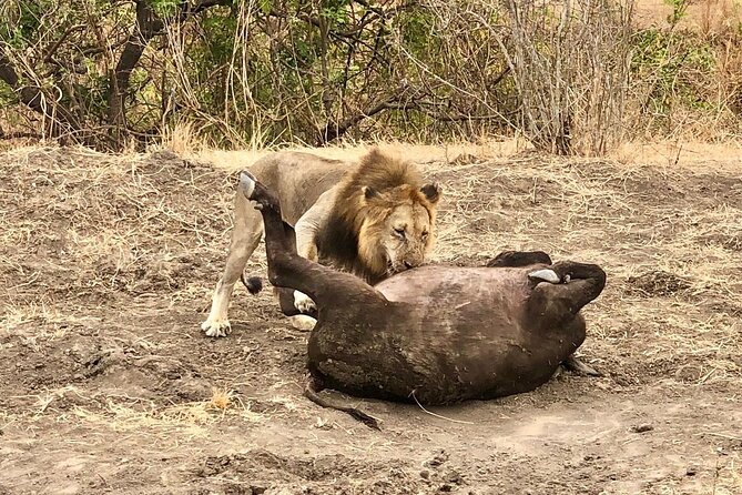 Private 3 Days 2 Nights Mikumi Adventures - Evening game drive at sunset: first sightings and first impressions