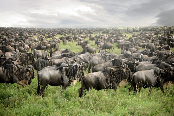 Private 4-Days Northern Circuit National Parks in Tanzania - Lake Manyara National Park and the shortcut to iconic wildlife