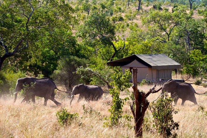 Private 4-Days Northern Circuit National Parks in Tanzania - Serengeti National Park late-afternoon drive from Serengeti Wild Camp