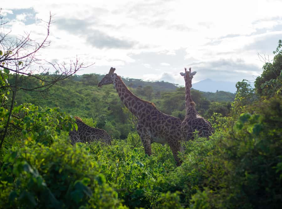 Private 4x4 Vitara Safari in Arusha National Park - Key highlights worth planning around