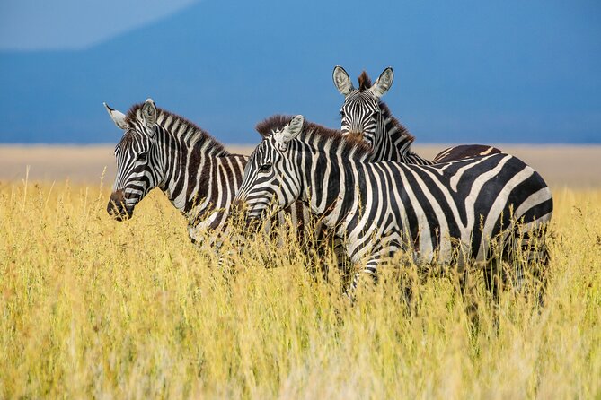 Private 5-Days Serengeti Trails with Kojuu Safaris - Arusha pool time, then onward travel out of Kilimanjaro