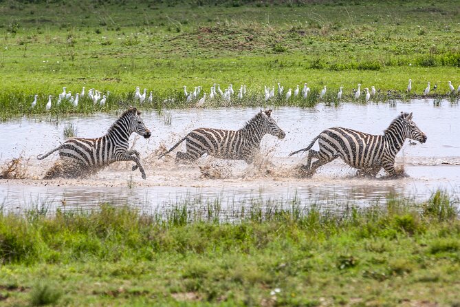 Private 5-Days Serengeti Trails with Kojuu Safaris - Guides, service, and the small details that affect the day