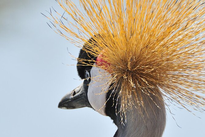 Private 6-Day Great Migration Ndutu Serengeti Safari Tour - Ngorongoro Crater: dense animals in a UNESCO bowl