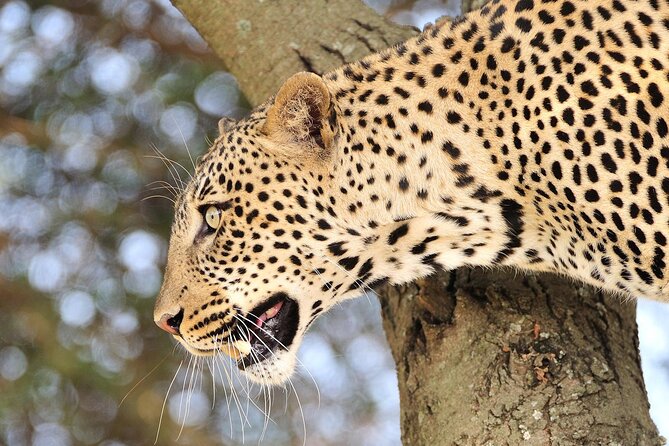 Private 6-Day Great Migration Ndutu Serengeti Safari Tour - Lake Manyara: small park, big variety, flamingos plus lions in trees