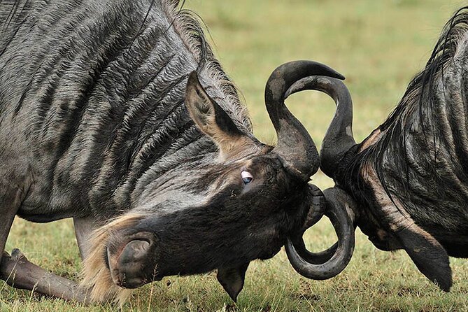 Private 6-Day Great Migration Ndutu Serengeti Safari Tour - Getting to Ndutu from Arusha: Rift Valley time, then the hunt