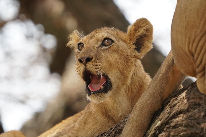 Private 6-Day Tarangire Manyara Crater and Serengeti with Mid-Range Lodges - Ngorongoro Crater day: the caldera, the effort, and the black rhino odds