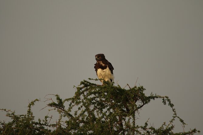 Private 7-Day Tanzania Camping Safari - Meeting point in Arusha, and what that means for your first morning