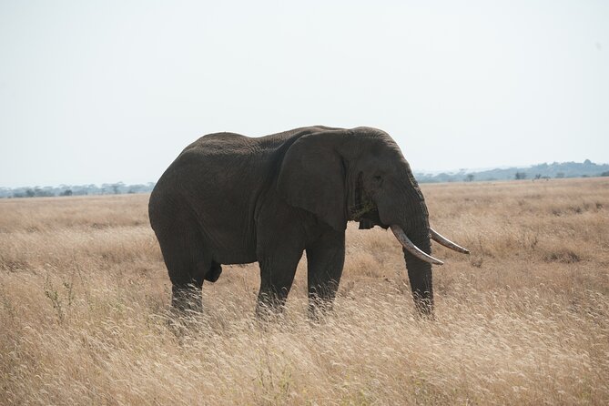 Private 7-Day Tanzania Camping Safari - Days 3 to 5 in the Serengeti: different circuits, different mood