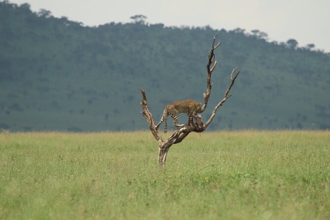Private 7-Day Tanzania Camping Safari - Day 6: Ngorongoro Conservation Area, Olduvai Gorge, then a crater descent
