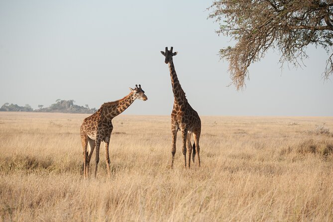 Private 7-Day Tanzania Camping Safari - Day 7: 6 hours inside Ngorongoro, picnic at Ngoitoktok Spring, then back via Mto wa Mbu