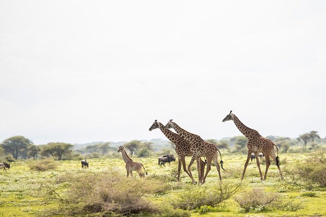 Private 7 Days Classic Safari Tour in Tanzania - Arusha arrival and getting your safari rhythm