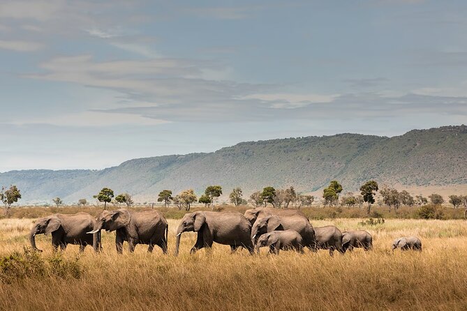 Private 7 Days Classic Safari Tour in Tanzania - Serengeti game drives: central plains and big cat odds