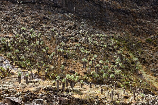 Private 8 day Northern Circuit Kilimanjaro Climb - Day 3: Moir Hut, Petrified Lava, and a Sunset Acclimatization Climb
