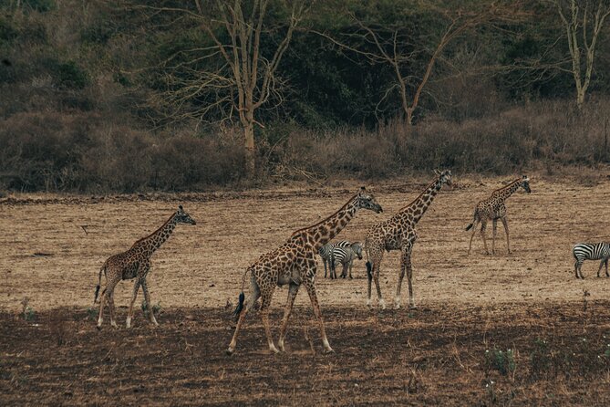 Private Cycle to Kilimanjaro Bike Park Safari - Morning Start in Moshi: Pickup, Mobile Ticket, and a Private Group Day