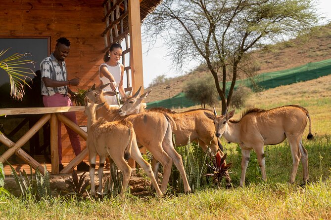 Private Day Tour in Serval Wildlife and Kikuletwa Hot Spring - Key things to know before you go