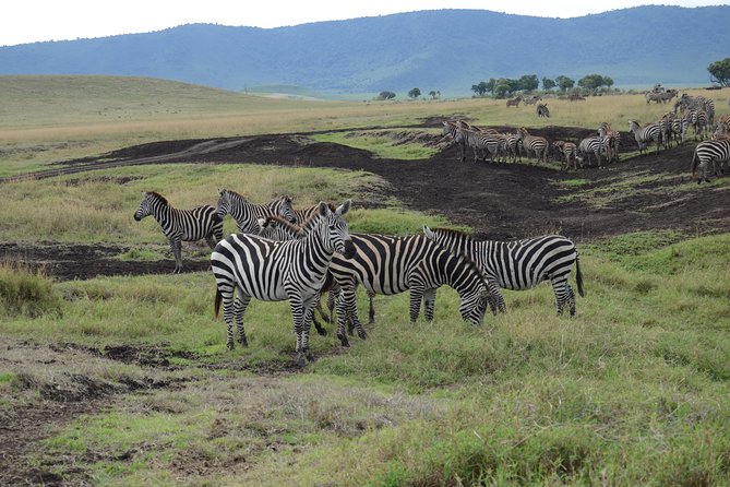 Private Day Tour in Serval Wildlife and Kikuletwa Hot Spring - Kikuletwa Hot Springs (Chemka): a small pond with a chill, shaded feel