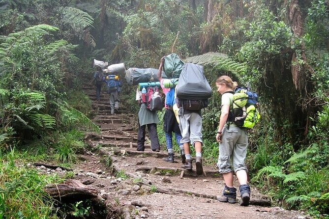Private Day Tour Kilimanjaro Hike - The Pace and the Pivot Point: Reaching Mandara Hut