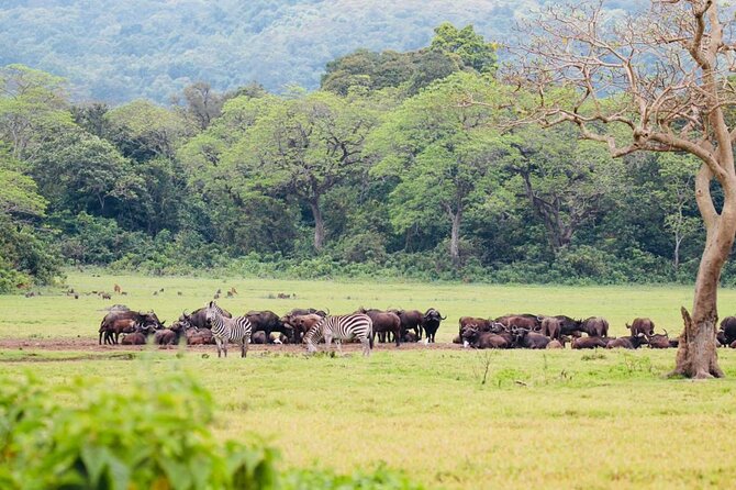 Private Day Trip to Arusha National Park with a Walking Safari - The baboons, including a white one if you’re lucky
