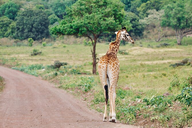 Private Day Trip to Arusha National Park with a Walking Safari - What $400 per person really buys you in Arusha