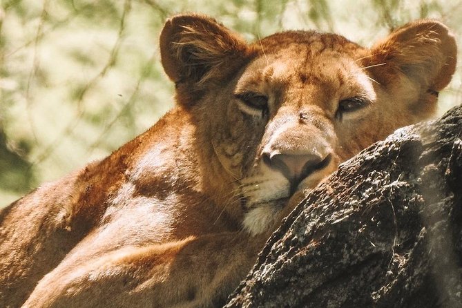 Private Day Trip to Ngorongoro Crater - Why Ngorongoro feels different from other safaris