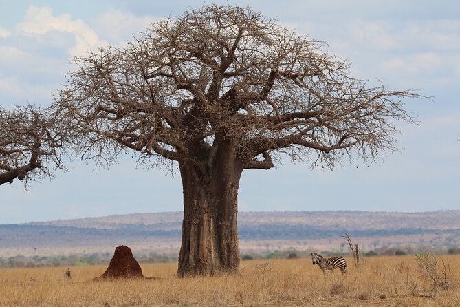 Private Day Trip to Tarangire National Park - Key highlights I’d bet on