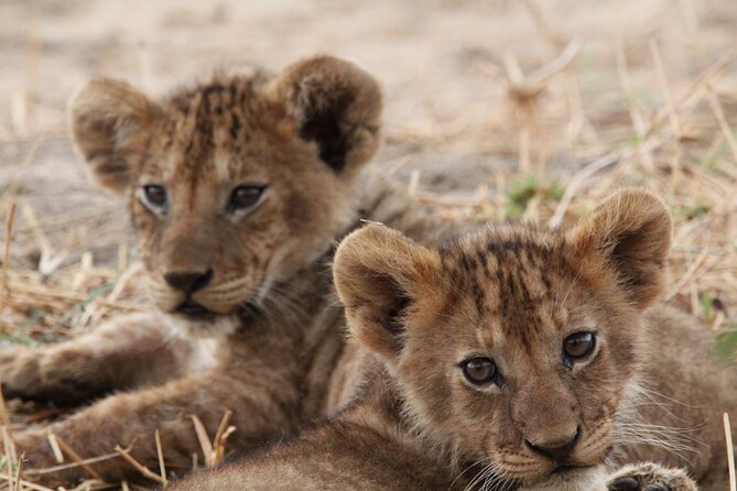 Private Day Trip to Tarangire National Park - Moshi to Tarangire: the early start and the road time
