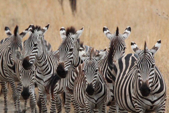 Private Day Trip to Tarangire National Park - Private transportation value: is $400 per person worth it?