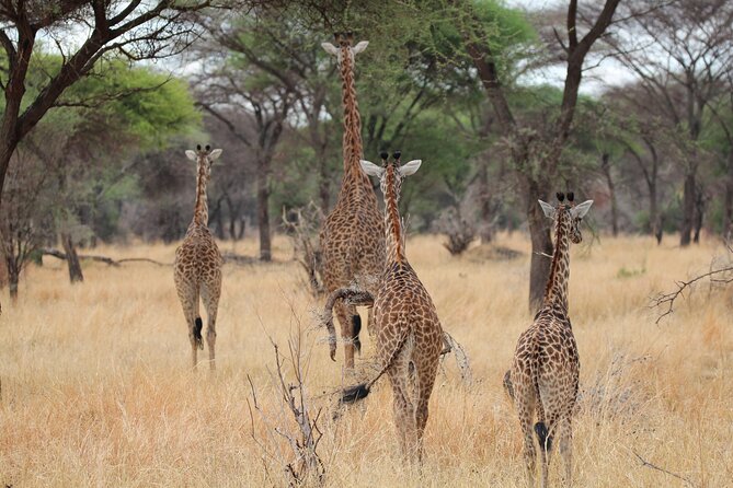 Private Day Trip to Tarangire National Park - Should you book this Tarangire private day trip from Moshi?