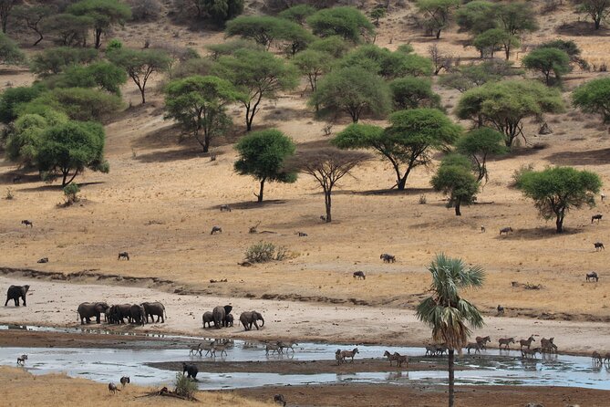 Private Day Trip to Tarangire National Park - Tarangire National Park: elephants, baobabs, and real safari driving