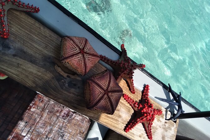 Private Dolphin Tour and Snorkeling at Mnemba Island reef - Why this dolphin, Mnemba Reef, and sandbank combo makes sense